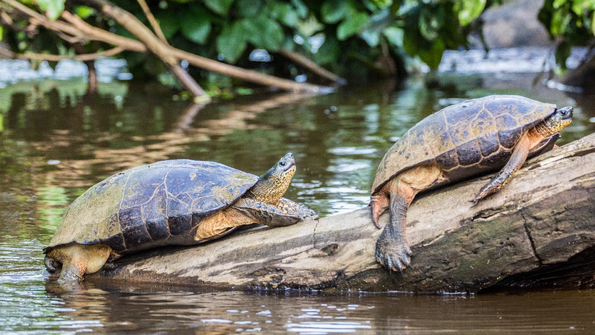 tortuguero